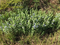 Amsonia tabernaemontana