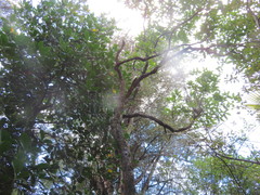 Phyllocladus trichomanoides