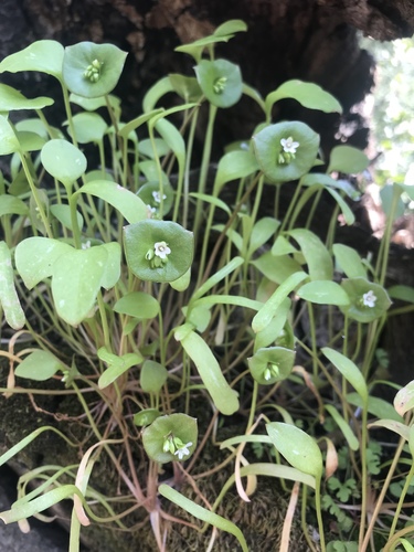 iNaturalist observation photo of miner's lettuce