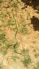 Erythrolamprus typhlus