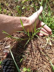 Alopecurus carolinianus