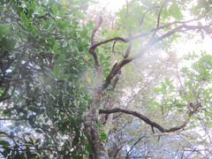 Phyllocladus trichomanoides