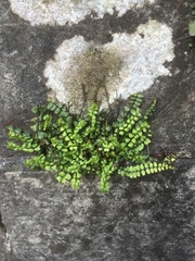 Asplenium trichomanes