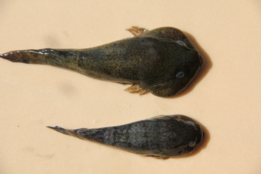 Mountain Clingfish