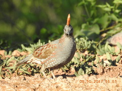 Callipepla douglasii
