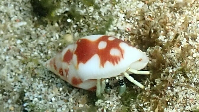 Guam hermit