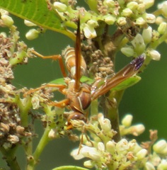 Polistes ornatus