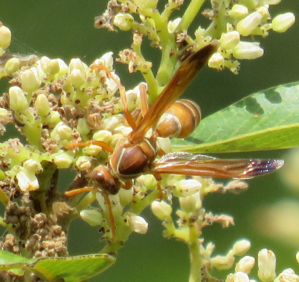 Polistes ornatus