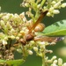 Polistes ornatus - Photo (c) magdastlucia, some rights reserved (CC BY-NC), uploaded by magdastlucia