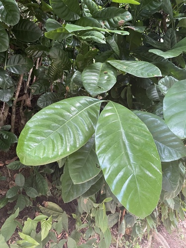 Coffea liberica observed 2023-11-14