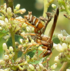 Polistes ornatus