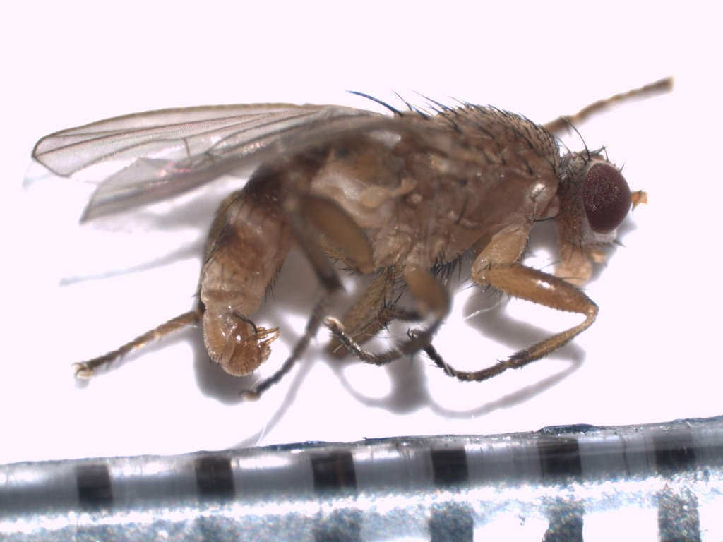 Neoleria inscripta