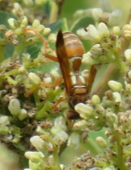 Polistes ornatus