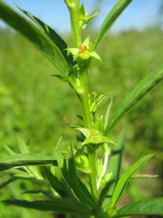 Ludwigia polycarpa