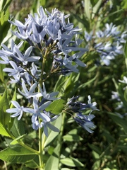 Amsonia tabernaemontana
