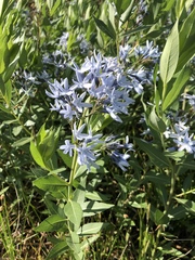 Amsonia tabernaemontana