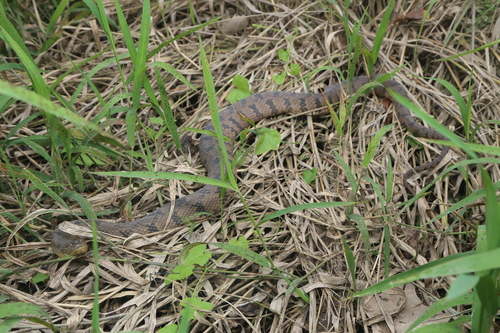 Diamond-backed Watersnake