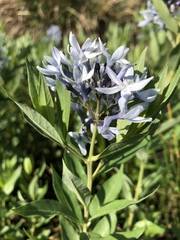 Amsonia tabernaemontana