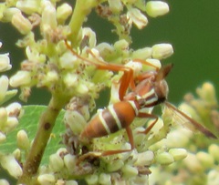 Polistes marginalis