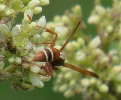Polistes marginalis
