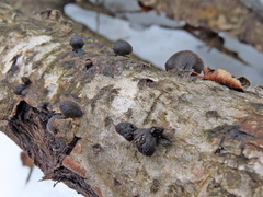 Hohenbuehelia unguicularis