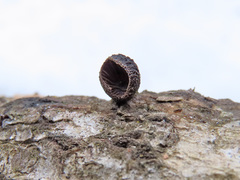 Hohenbuehelia unguicularis