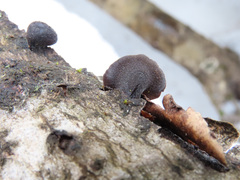 Hohenbuehelia unguicularis