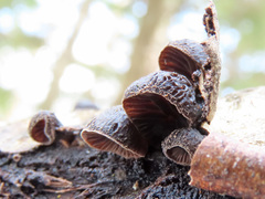 Hohenbuehelia unguicularis