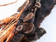 Hohenbuehelia unguicularis