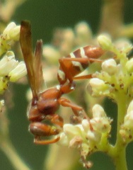 Polistes marginalis