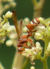 Polistes marginalis