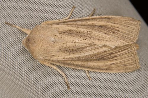 Large Wainscot Moth