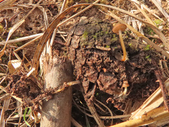 Strobilurus stephanocystis