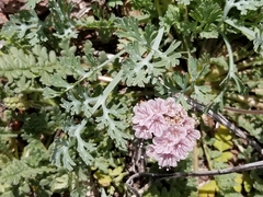Phacelia arizonica