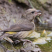 Ponderosa Pine Crossbill - Photo (c) Andrew Thomas, some rights reserved (CC BY-NC), uploaded by Andrew Thomas