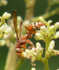 Polistes marginalis