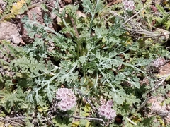 Phacelia arizonica