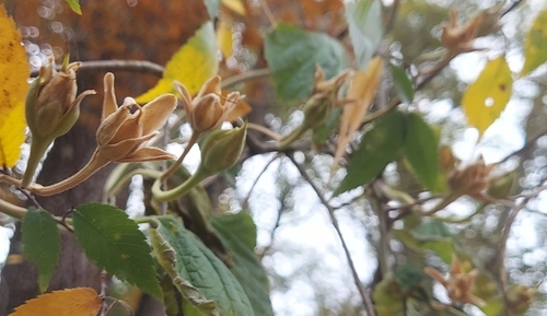 Image of Ipomoea macrorhiza by (c) Athena Philips, some rights reserved (CC BY)
