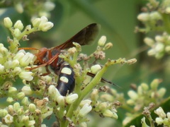 Stizus fuscipennis