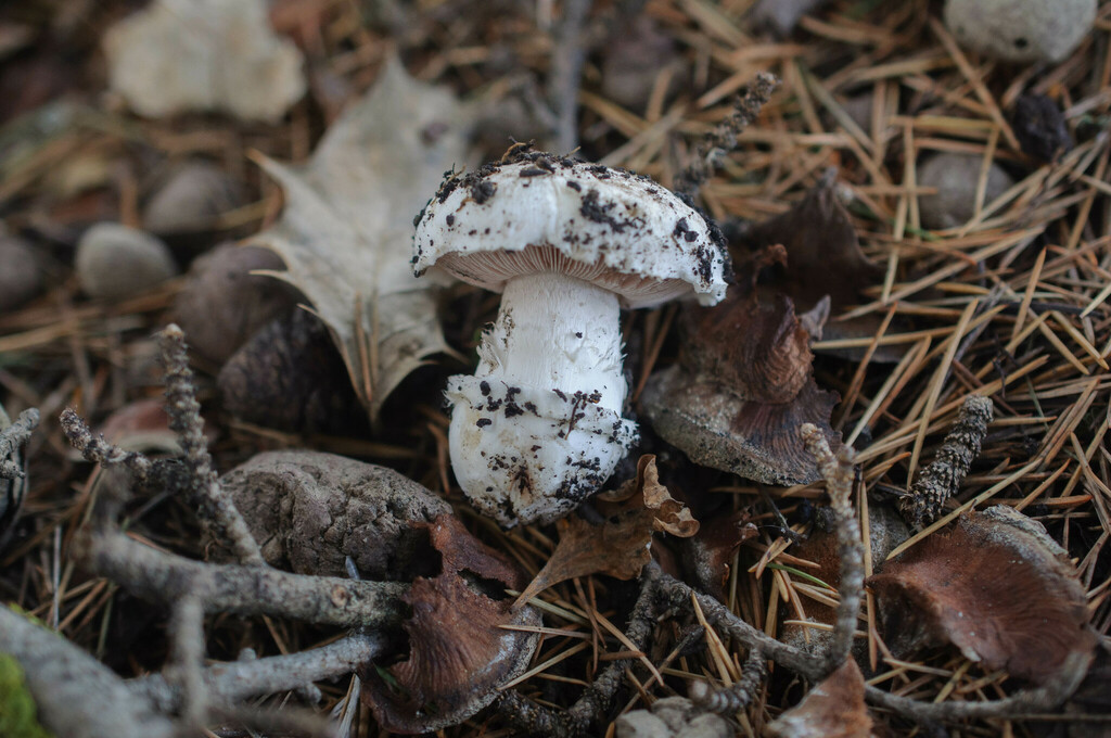 Agaricus pequinii