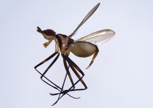 Telostylinus lineolatus