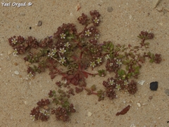Polycarpon succulentum