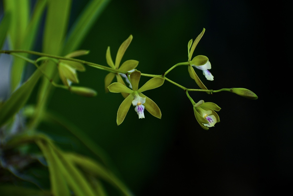 Encyclia acutifolia