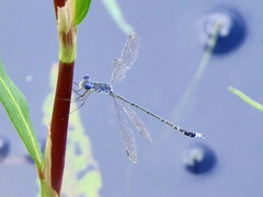 Lestes tridens