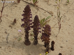Orobanche cernua