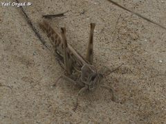 Schistocerca gregaria