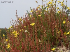 Rumex pictus