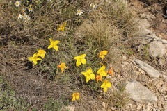 Oenothera lavandulifolia