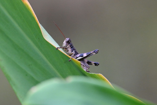 Tunica Spur-throat Grasshopper photo 3
