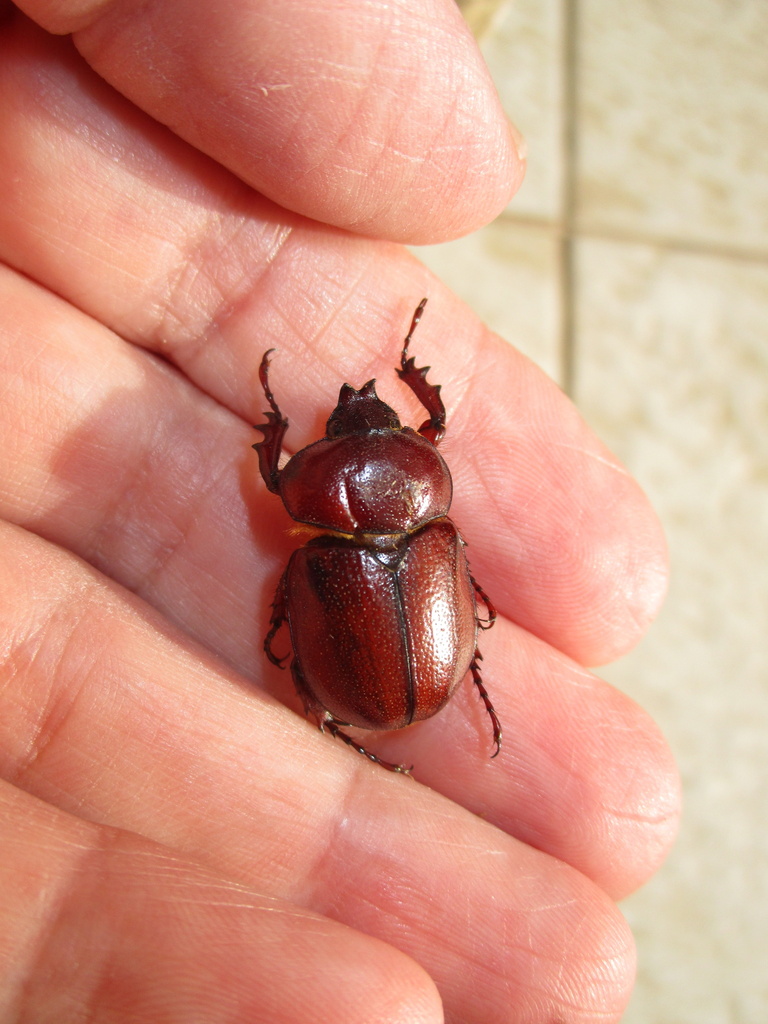 Minisiderus minicola